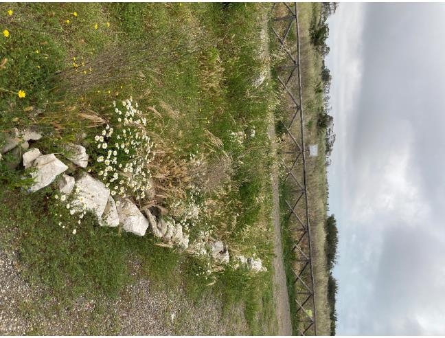 Anteprima foto 2 - Affitto Appartamento Vacanze da Privato a Cerveteri (Roma)