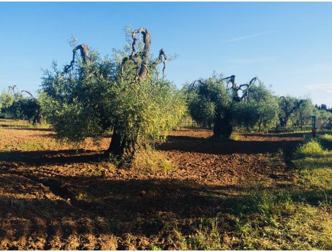 Anteprima foto 8 - Affitto Villetta a schiera Vacanze da Privato a Pisticci - Marina Di Pisticci