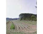Foto - Terreno Agricolo/Coltura in Vendita a Lari - Boschi Di Lari