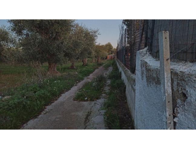 Anteprima foto 5 - Terreno Agricolo/Coltura in Affitto a Triggiano (Bari)