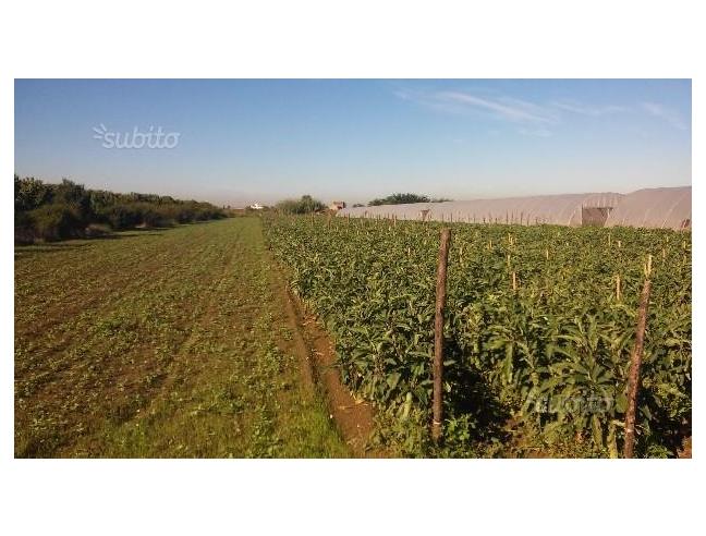 Anteprima foto 3 - Terreno Agricolo/Coltura in Vendita a Acerra - Gaudello