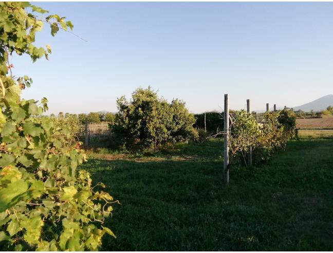 Anteprima foto 5 - Terreno Agricolo/Coltura in Vendita a Acerra - Pezzalunga