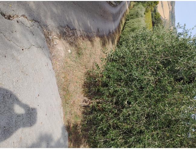 Anteprima foto 1 - Terreno Agricolo/Coltura in Vendita a Acquaviva Picena (Ascoli Piceno)