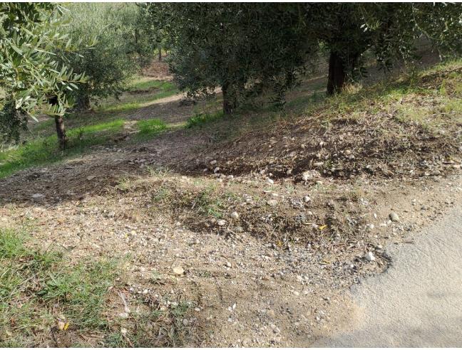 Anteprima foto 2 - Terreno Agricolo/Coltura in Vendita a Acquaviva Picena (Ascoli Piceno)