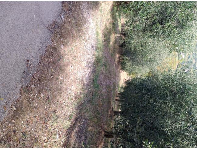 Anteprima foto 4 - Terreno Agricolo/Coltura in Vendita a Acquaviva Picena (Ascoli Piceno)