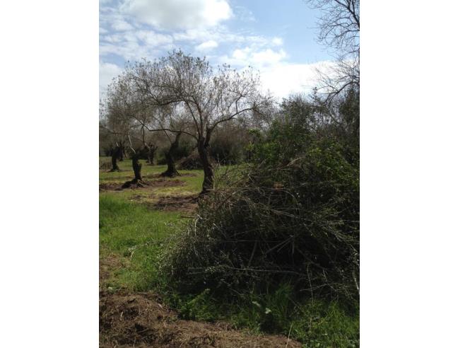 Anteprima foto 4 - Terreno Agricolo/Coltura in Vendita a Alghero (Sassari)
