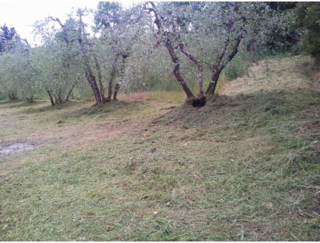 Anteprima foto 3 - Terreno Agricolo/Coltura in Vendita a Arezzo - Ceciliano