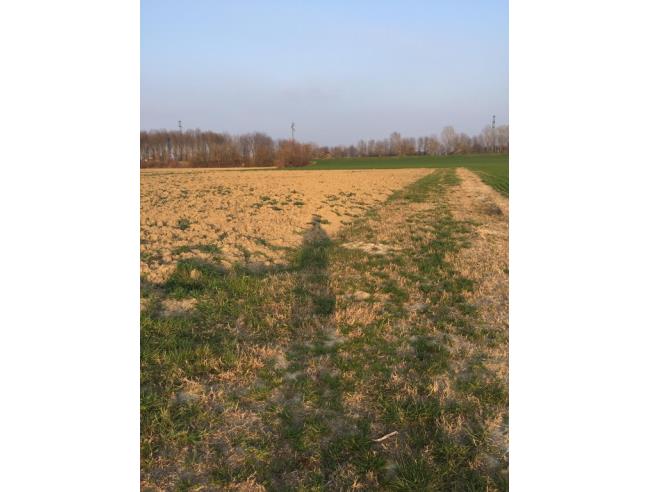 Anteprima foto 5 - Terreno Agricolo/Coltura in Vendita a Boretto (Reggio nell'Emilia)