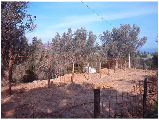 Anteprima foto 8 - Terreno Agricolo/Coltura in Vendita a Borgia (Catanzaro)
