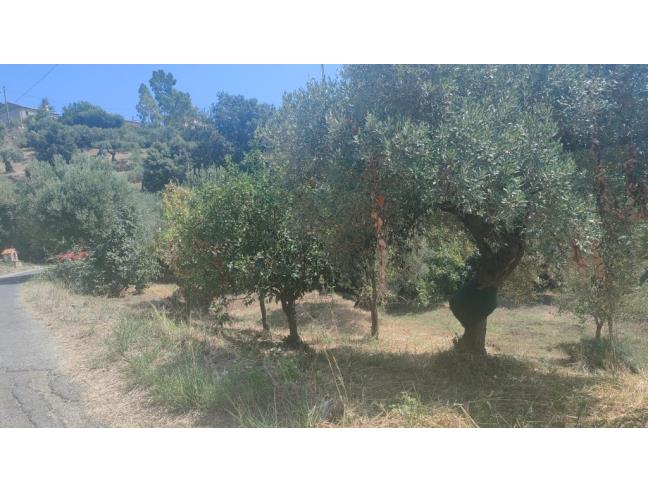 Anteprima foto 1 - Terreno Agricolo/Coltura in Vendita a Casal Velino - Acquavella