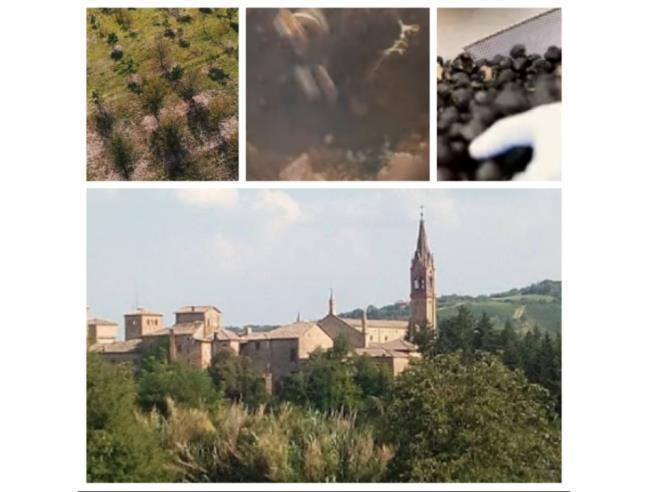Anteprima foto 8 - Terreno Agricolo/Coltura in Vendita a Castelvetro di Modena - Levizzano Rangone