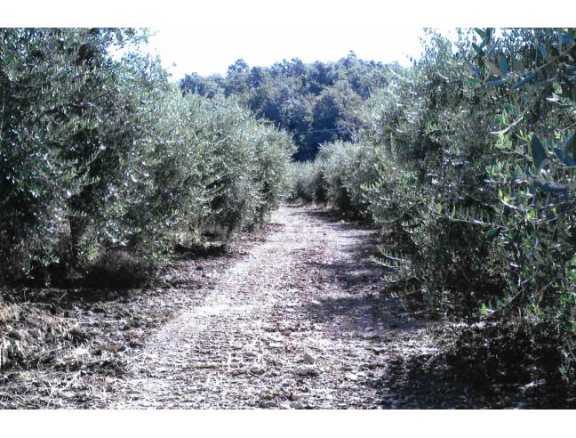 Anteprima foto 2 - Terreno Agricolo/Coltura in Vendita a Cinigiano (Grosseto)