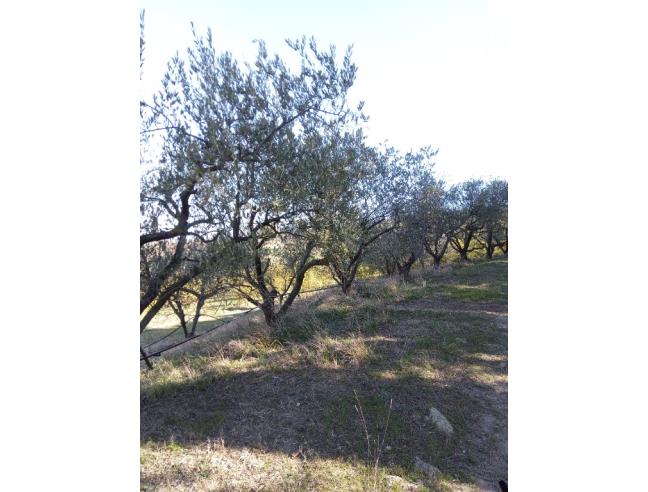Anteprima foto 6 - Terreno Agricolo/Coltura in Vendita a Faenza (Ravenna)
