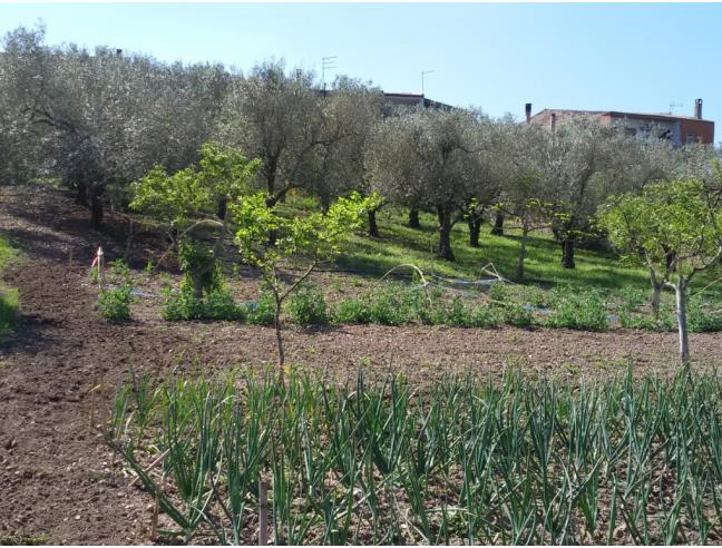 Anteprima foto 2 - Terreno Agricolo/Coltura in Vendita a Fordongianus (Oristano)