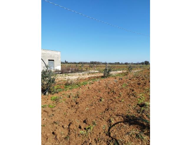 Anteprima foto 3 - Terreno Agricolo/Coltura in Vendita a Galatone - Galatone Campagne