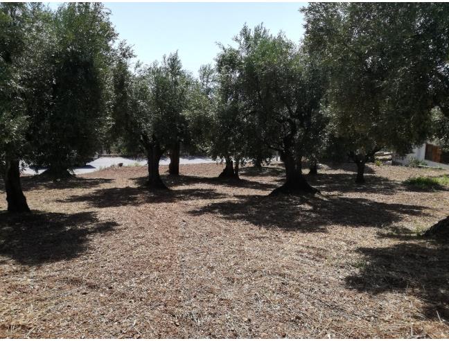 Anteprima foto 6 - Terreno Agricolo/Coltura in Vendita a Lamezia Terme - Sambiase