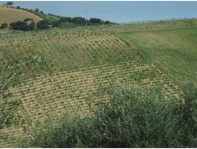 Anteprima foto 6 - Terreno Agricolo/Coltura in Vendita a Loreto Aprutino - Madonna Degli Angeli
