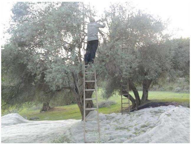 Anteprima foto 3 - Terreno Agricolo/Coltura in Vendita a Monterosso Almo (Ragusa)