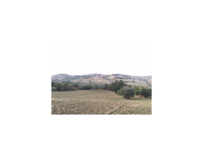 Anteprima foto 1 - Terreno Agricolo/Coltura in Vendita a Morrovalle (Macerata)