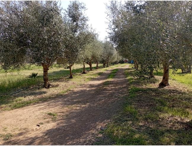 Anteprima foto 3 - Terreno Agricolo/Coltura in Vendita a Olmedo (Sassari)