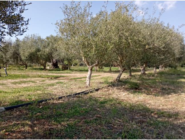 Anteprima foto 4 - Terreno Agricolo/Coltura in Vendita a Olmedo (Sassari)