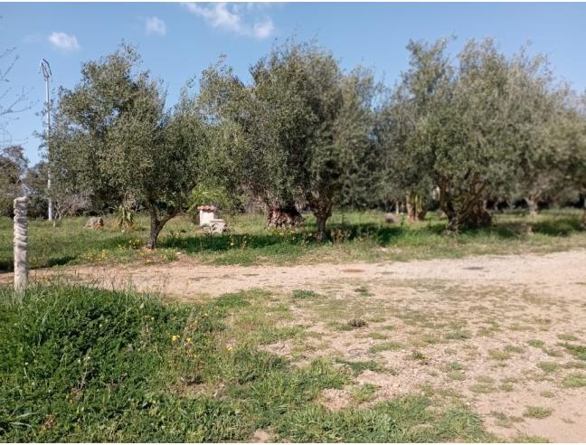 Anteprima foto 5 - Terreno Agricolo/Coltura in Vendita a Olmedo (Sassari)