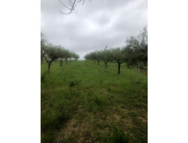 Anteprima foto 3 - Terreno Agricolo/Coltura in Vendita a Santa Domenica Talao (Cosenza)