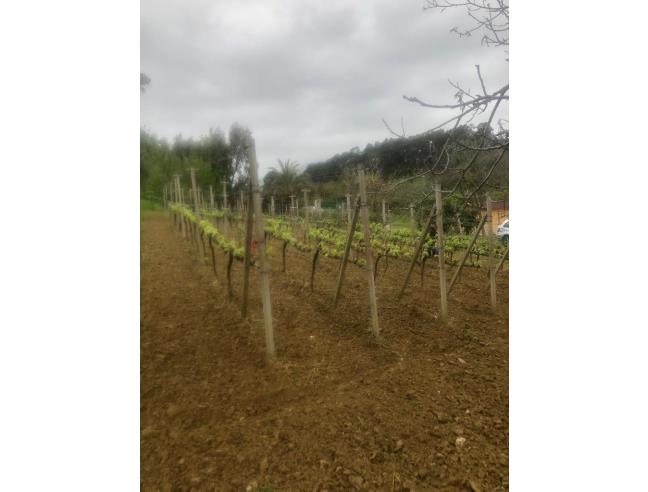 Anteprima foto 4 - Terreno Agricolo/Coltura in Vendita a Santa Domenica Talao (Cosenza)