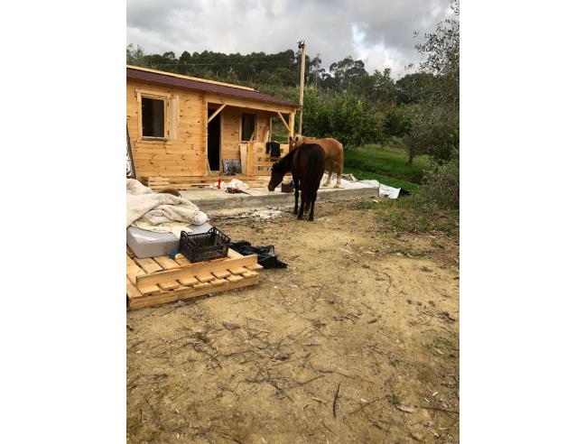 Anteprima foto 7 - Terreno Agricolo/Coltura in Vendita a Santa Domenica Talao (Cosenza)