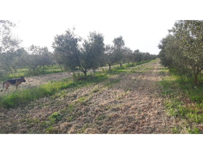 Anteprima foto 1 - Terreno Agricolo/Coltura in Vendita a Sassari - Campanedda