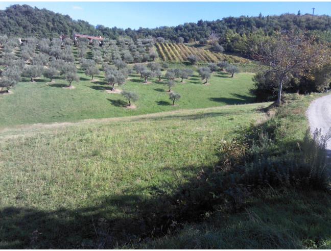 Anteprima foto 2 - Terreno Agricolo/Coltura in Vendita a Torricella Sicura - Villa Tofo