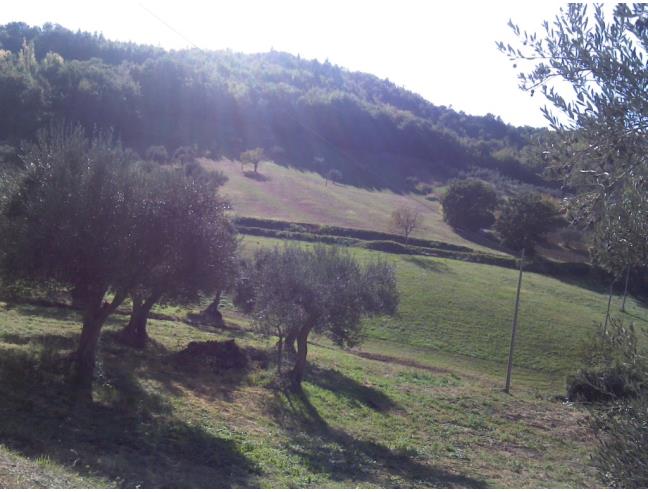 Anteprima foto 7 - Terreno Agricolo/Coltura in Vendita a Torricella Sicura - Villa Tofo