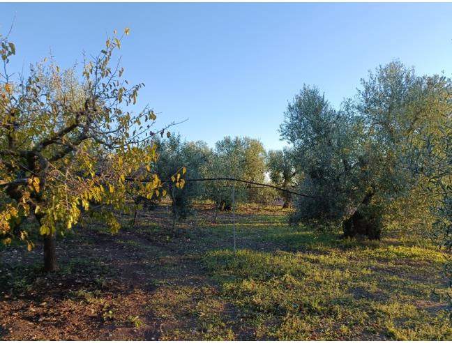 Anteprima foto 5 - Terreno Agricolo/Coltura in Vendita a Trani (Barletta-Andria-Trani)