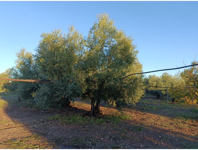 Anteprima foto 6 - Terreno Agricolo/Coltura in Vendita a Trani (Barletta-Andria-Trani)