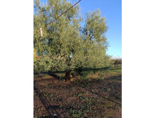 Anteprima foto 8 - Terreno Agricolo/Coltura in Vendita a Trani (Barletta-Andria-Trani)