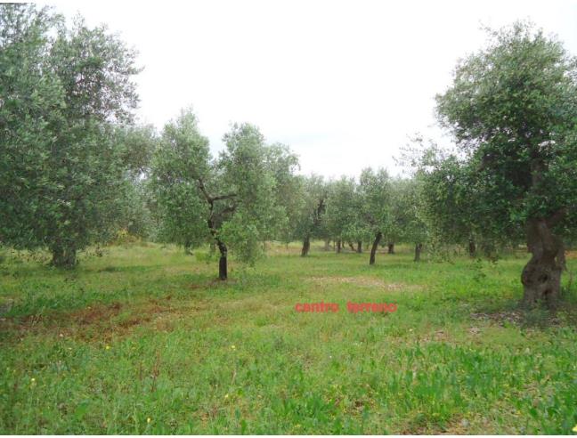Anteprima foto 1 - Terreno Agricolo/Coltura in Vendita a Triggiano (Bari)