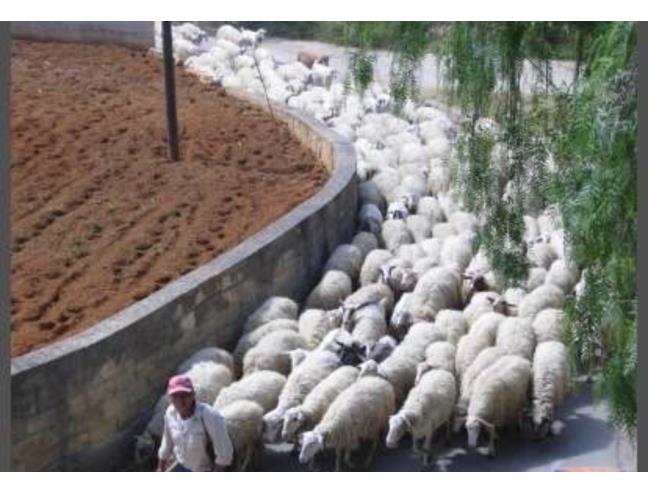 Anteprima foto 3 - Affitto Appartamento Vacanze da Privato a Balestrate (Palermo)