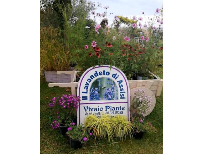 Anteprima foto 8 - Affitto Appartamento Vacanze da Privato a Bastia Umbra - Costano