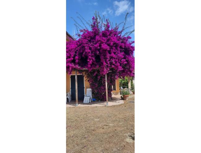 Anteprima foto 8 - Affitto Appartamento Vacanze da Privato a Capoliveri - Lacona