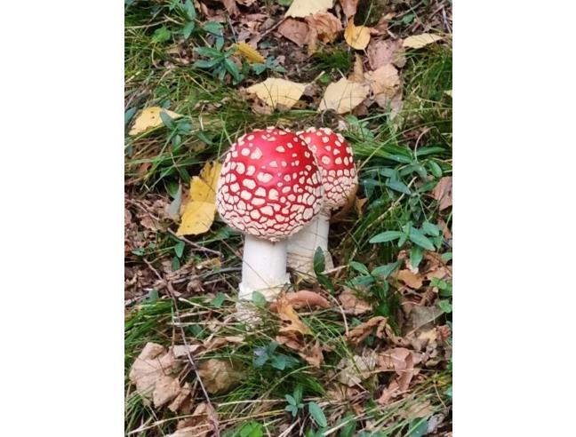 Anteprima foto 4 - Affitto Appartamento Vacanze da Privato a Esino Lario (Lecco)