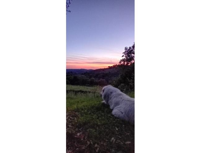 Anteprima foto 7 - Affitto Appartamento Vacanze da Privato a Greve in Chianti (Firenze)