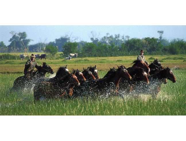 Anteprima foto 5 - Affitto Appartamento Vacanze da Privato a Grosseto - Principina A Mare