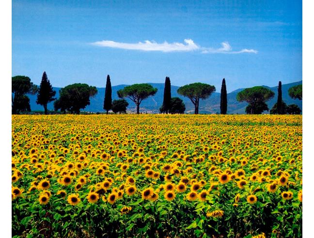 Anteprima foto 7 - Affitto Appartamento Vacanze da Privato a Grosseto - Principina A Mare