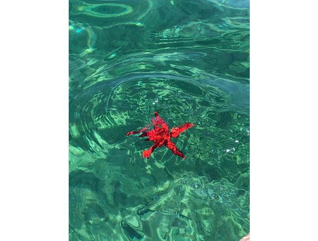 Anteprima foto 7 - Affitto Appartamento Vacanze da Privato a Loiri Porto San Paolo - Porto San Paolo