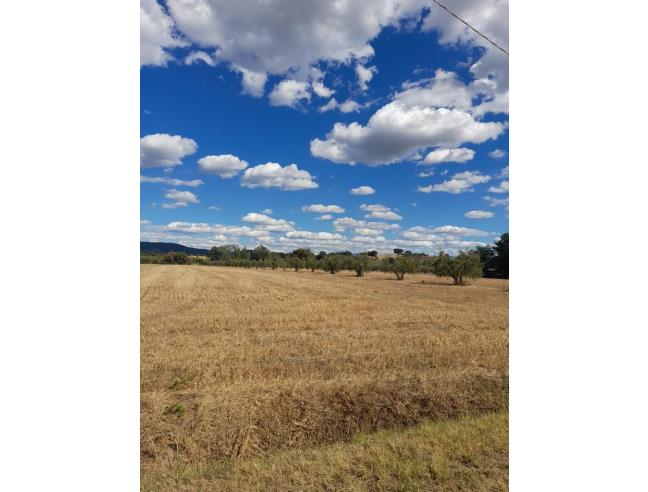 Anteprima foto 8 - Affitto Appartamento Vacanze da Privato a Magliano in Toscana - Montiano