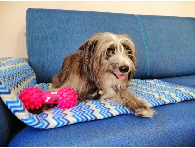 Anteprima foto 3 - Affitto Appartamento Vacanze da Privato a Marone (Brescia)