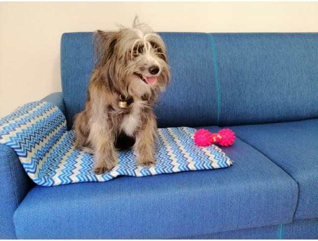 Anteprima foto 3 - Affitto Appartamento Vacanze da Privato a Marone (Brescia)