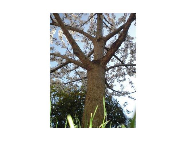 Anteprima foto 7 - Affitto Appartamento Vacanze da Privato a Massa Lubrense - Sant'Agata Sui Due Golfi