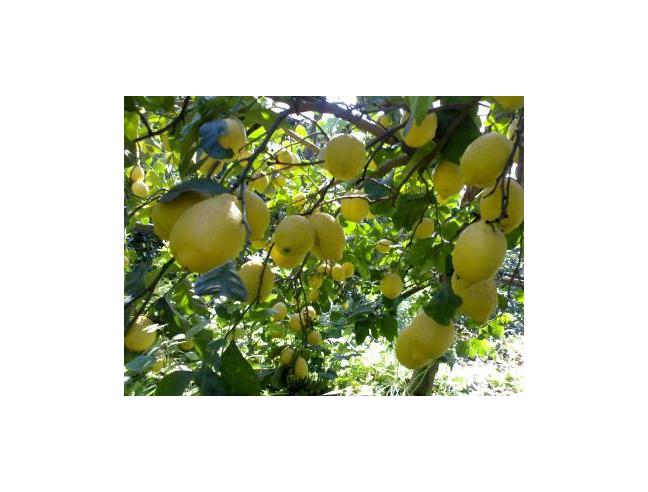 Anteprima foto 8 - Affitto Appartamento Vacanze da Privato a Massa Lubrense - Sant'Agata Sui Due Golfi