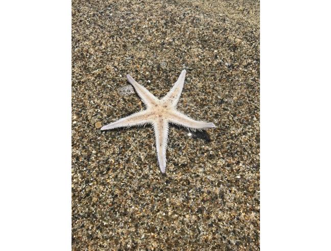 Anteprima foto 6 - Affitto Appartamento Vacanze da Privato a Melissa - Torre Melissa